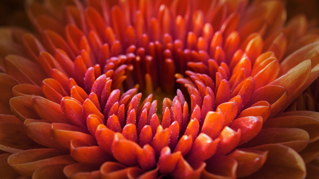 DebbieLoringMediumdahlia