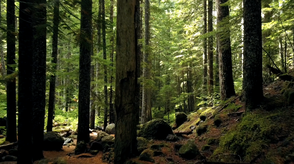 Screenshot2020 04 09at17.25.07